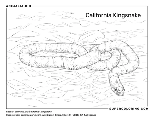 Datos de serpiente real de california dieta hãbitat e imãgenes en