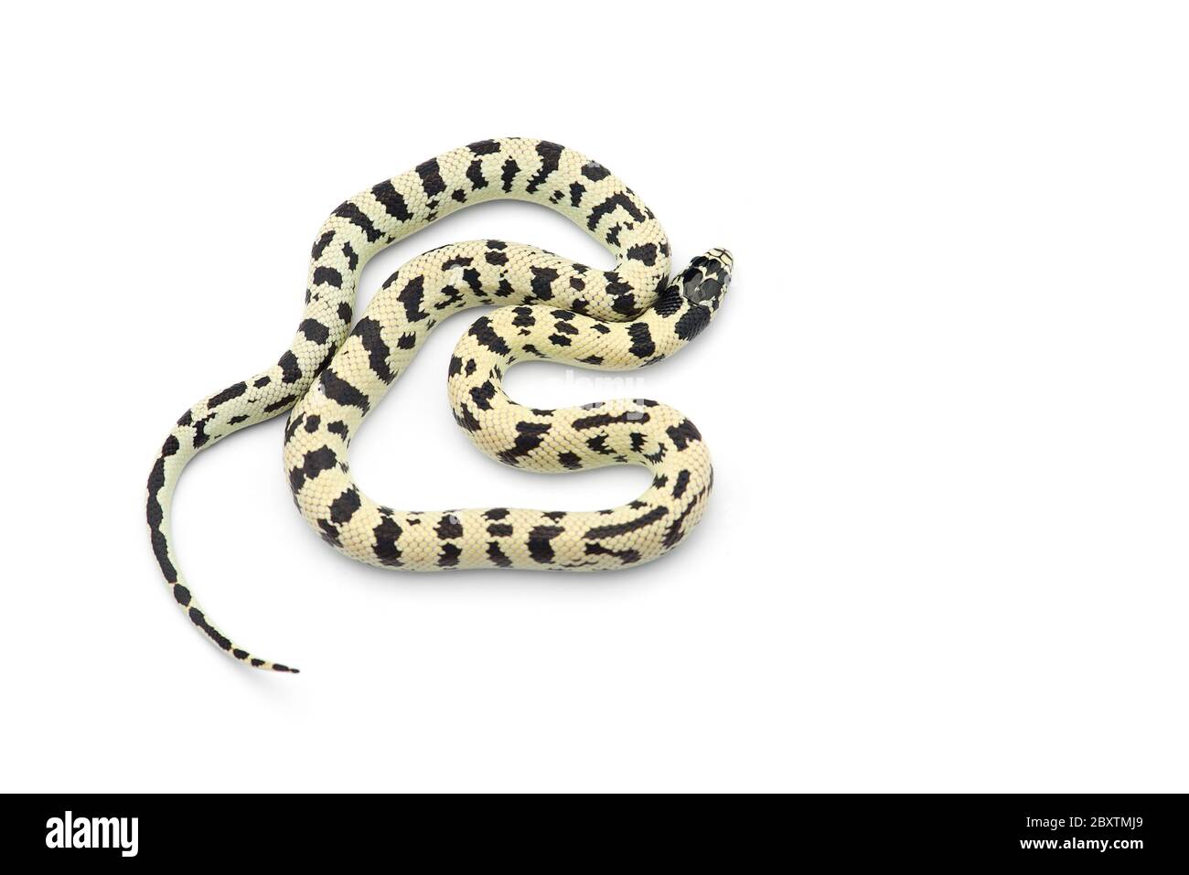 Serpiente rey de california fotografãas e imãgen de alta roluciãn