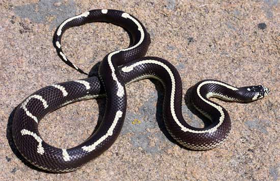 Las lampropeltis getula o serpiente rey