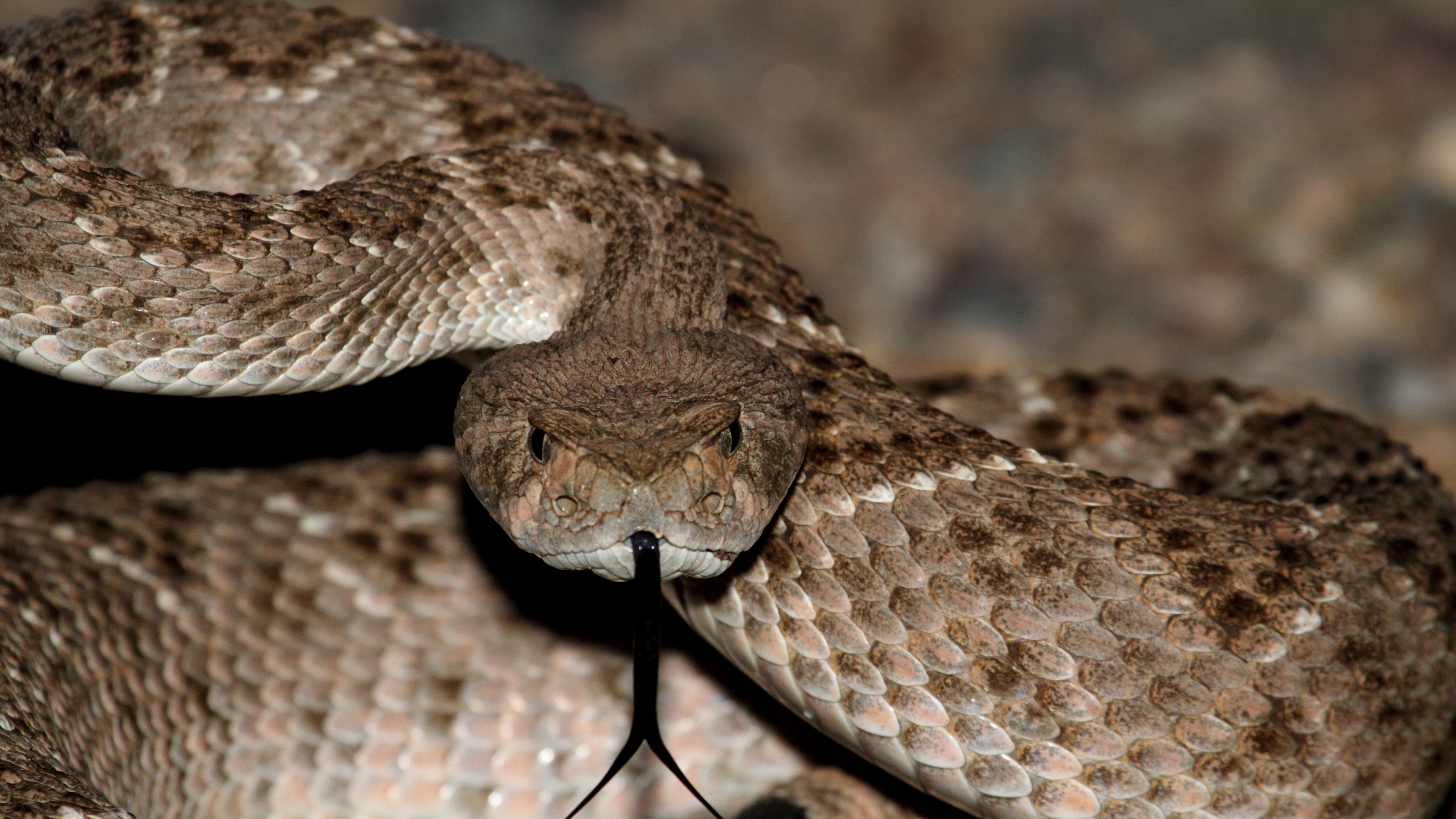 Southern californias rattlesnake season is ramping up heres why â nbc los angeles