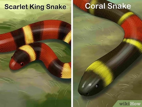 How to tell the difference between a king snake and a coral snake