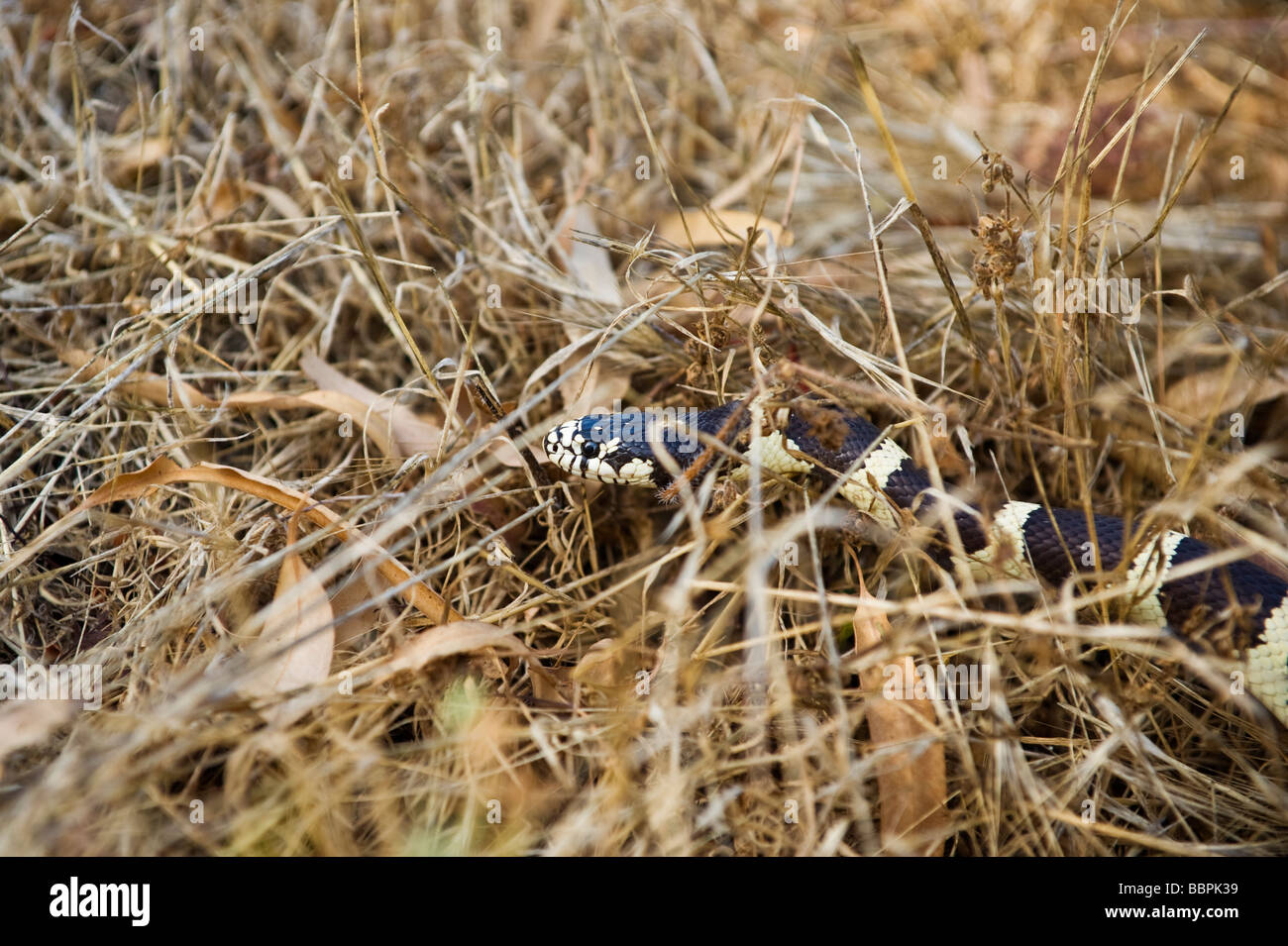 Serpiente rey de california fotografãas e imãgen de alta roluciãn