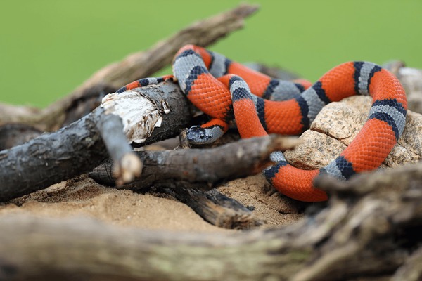 Banded kingsnake royalty