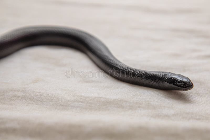 Black kingsnake stock photos