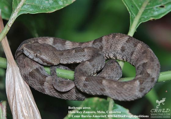 Bothrops atrox the reptile database