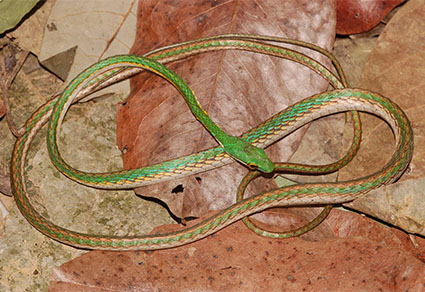 Taxonomic revision of the parrot snake leptophis ahaetulla serpentes colubridae zootaxa