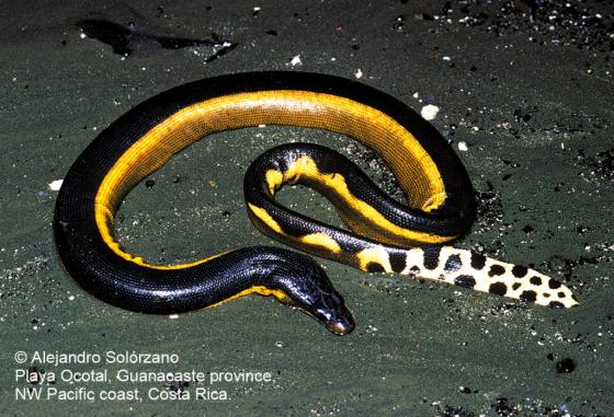 Hydrophis platurus the reptile database