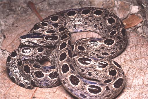 Boas of the world superfamily booidae a checklist with systematic taxonomic and conservation assessments