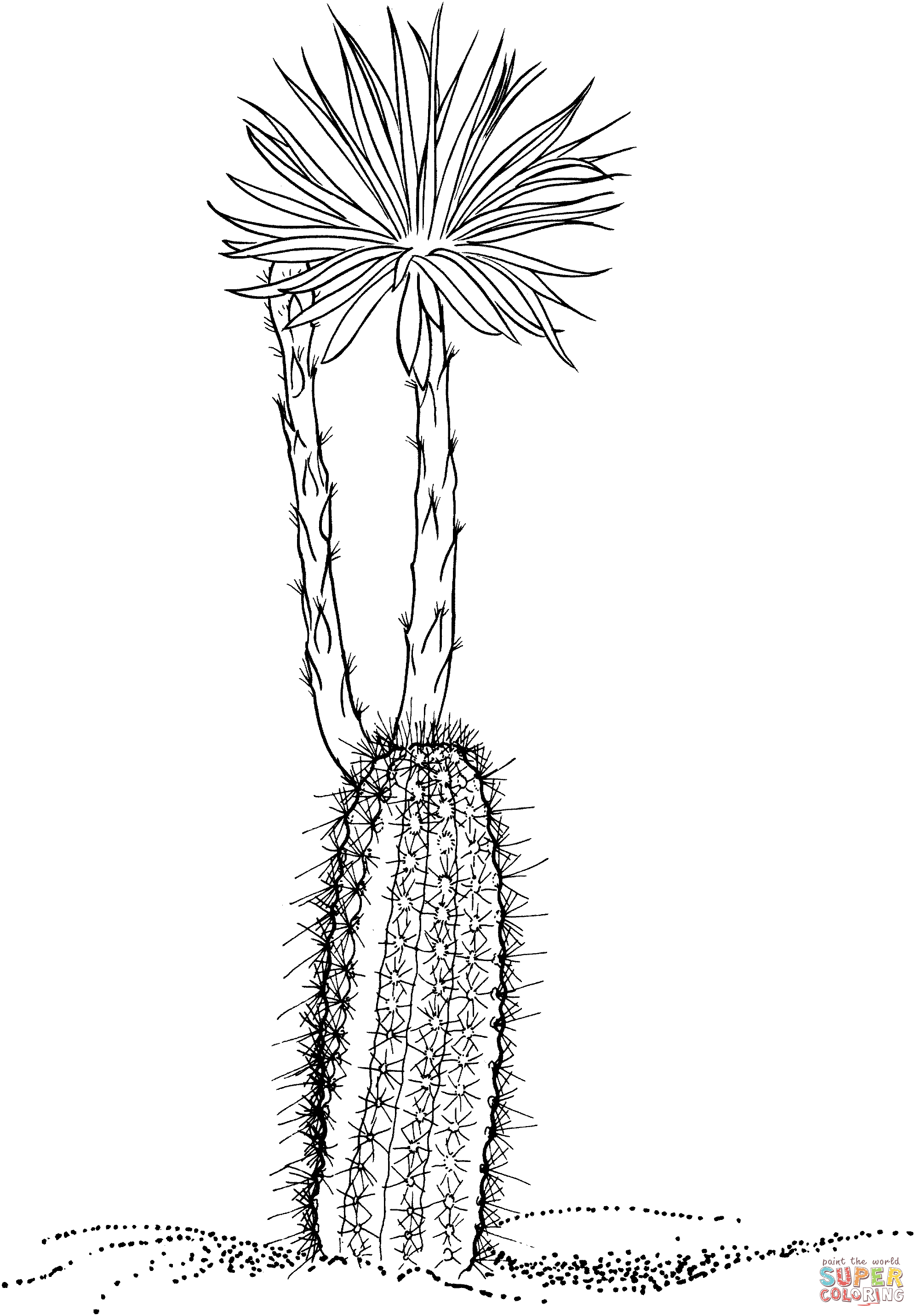 Cacto setiechinopsis mirabilis ou flor