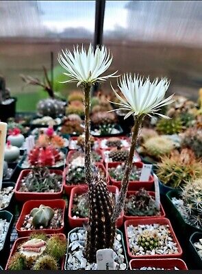 Setiechinopsis mirabilis seeds