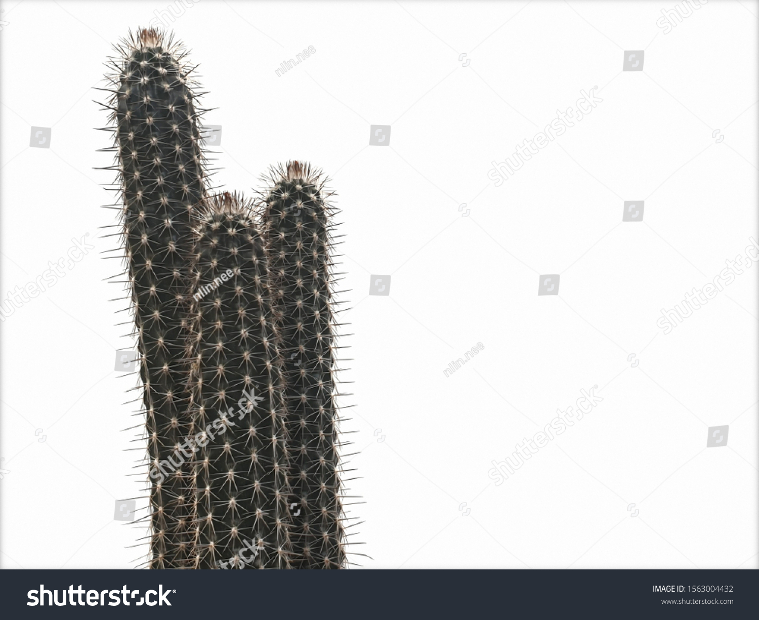 Setiechinopsis mirabilis isolated on white background stock photo