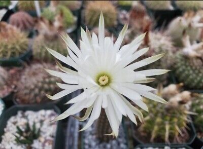 Setiechinopsis mirabilis seeds