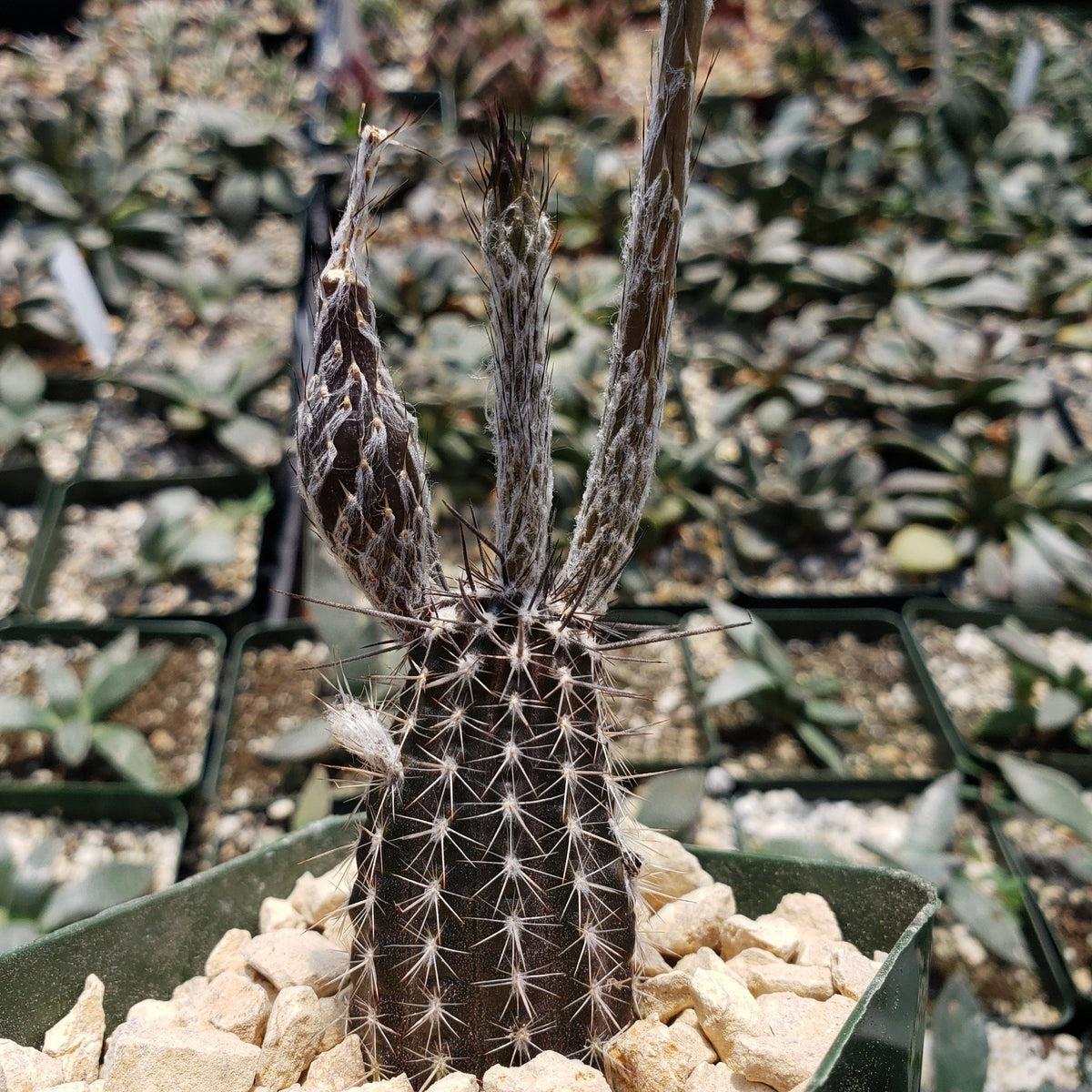 Setiechinopsis mirabilis â planet desert