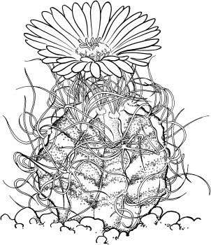 Setiechinopsis mirabilis cactus or flower of prayer coloring page free printable coloring pages pãginas para colorir cacto ilustraãão casa