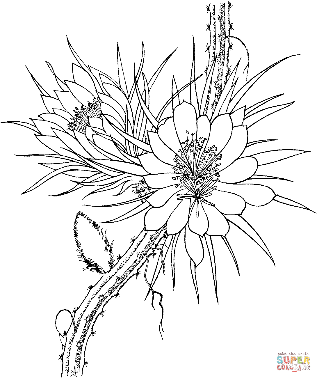 Selenicereus grandiflorus queen of the night cactus coloring page free printable coloring pages