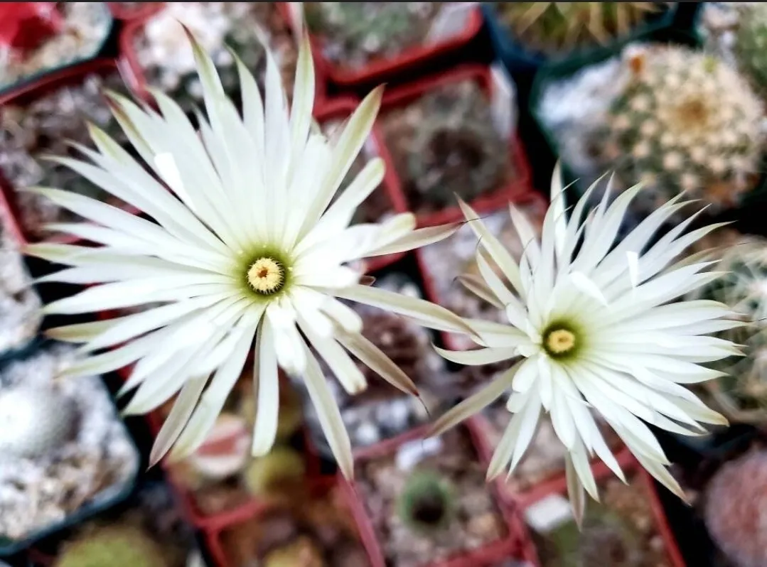 Setiechinopsis mirabilis seeds