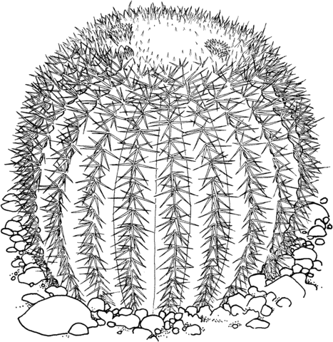 Echinocactus grusonii or golden barrel cactus coloring page free printable coloring pages
