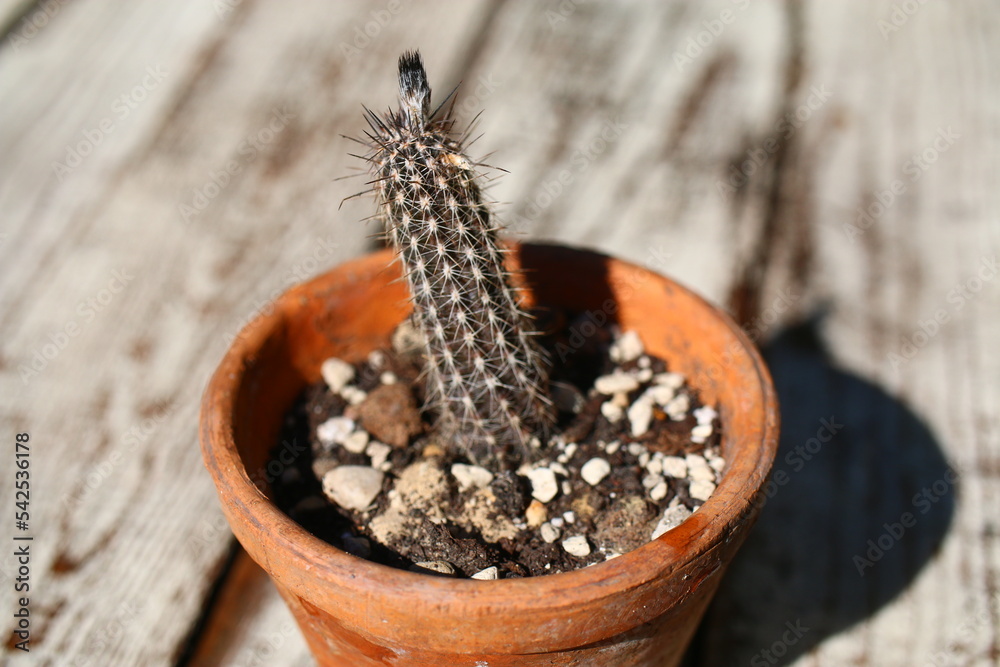 Echinopsis mirabilis images â browse photos vectors and video