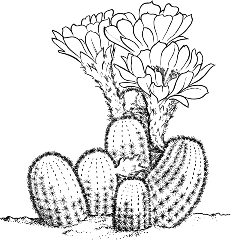Lobivia famatimensis cactus coloring page free printable coloring pages