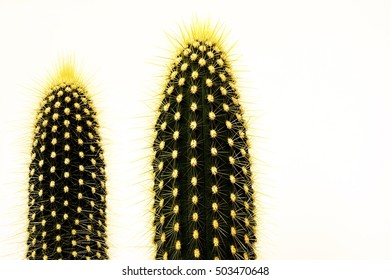 Setiechinopsis mirabilis isolated on white background stock photo