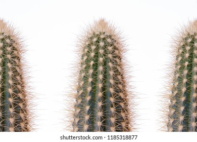 Setiechinopsis mirabilis isolated on white background stock photo