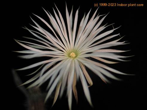 Echinopsis mirabilis