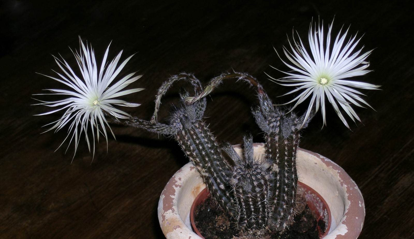 Setiechinopsis mirabilis digital photography review