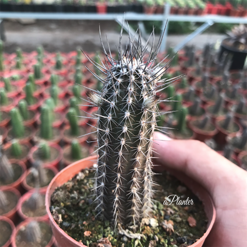 Echinopsis mirabilis flower of prayer â