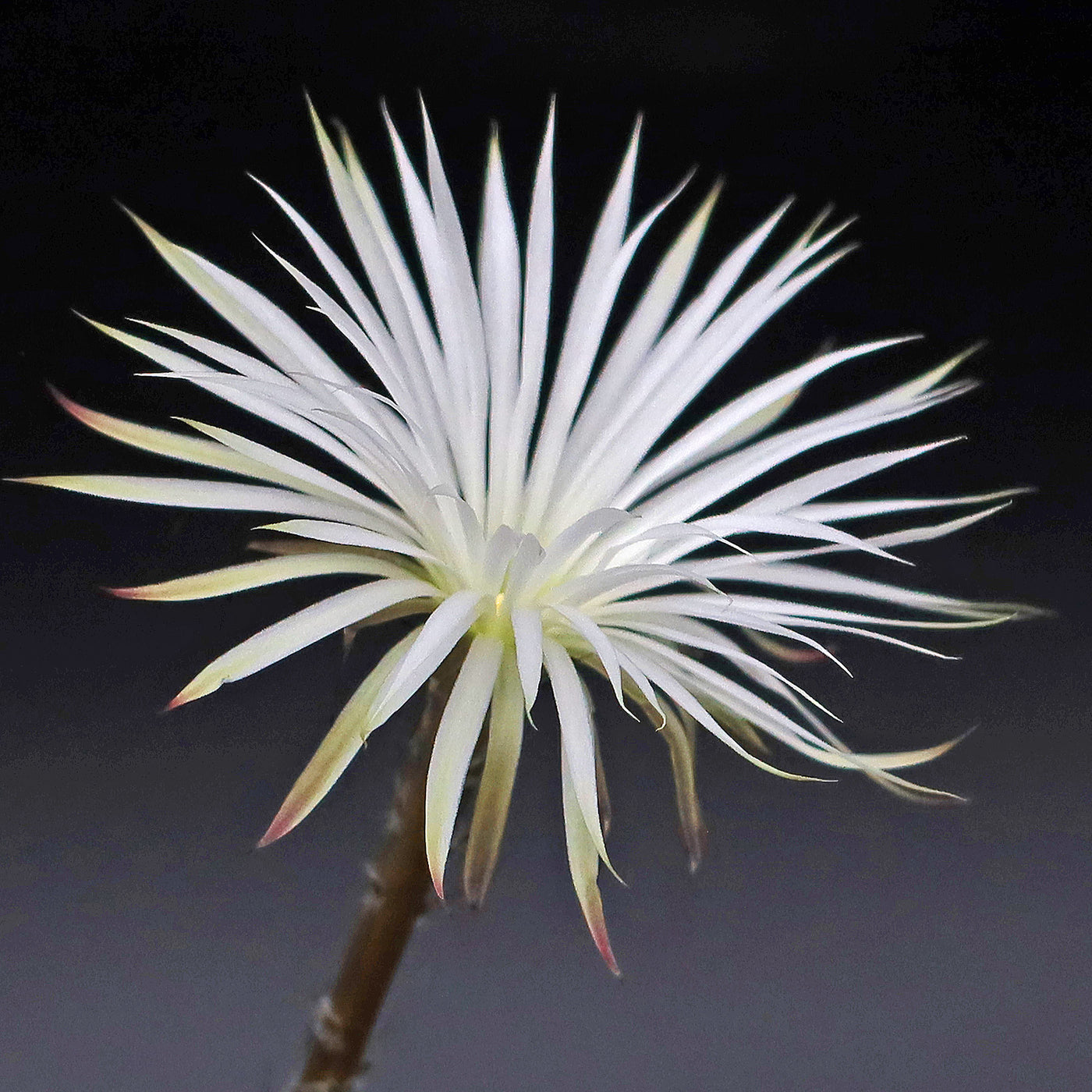 Setiechinopsis mirabilis â planet desert