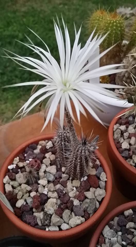 Setiechinopsis mirabilis cactus flower blooming succulents cactus plants