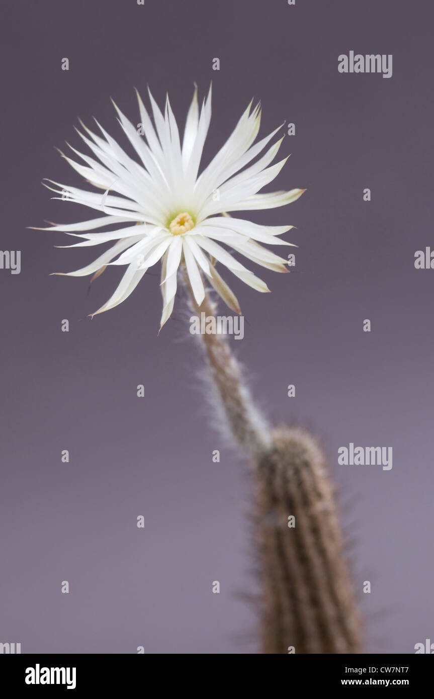 Cactus flower flowering echinopsis hi