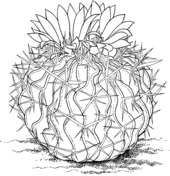 Setiechinopsis mirabilis cactus or flower of prayer coloring page free printable coloring pages