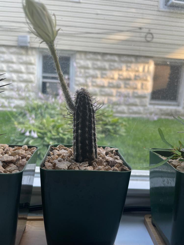 Setiechinopsis mirabilis â planet desert