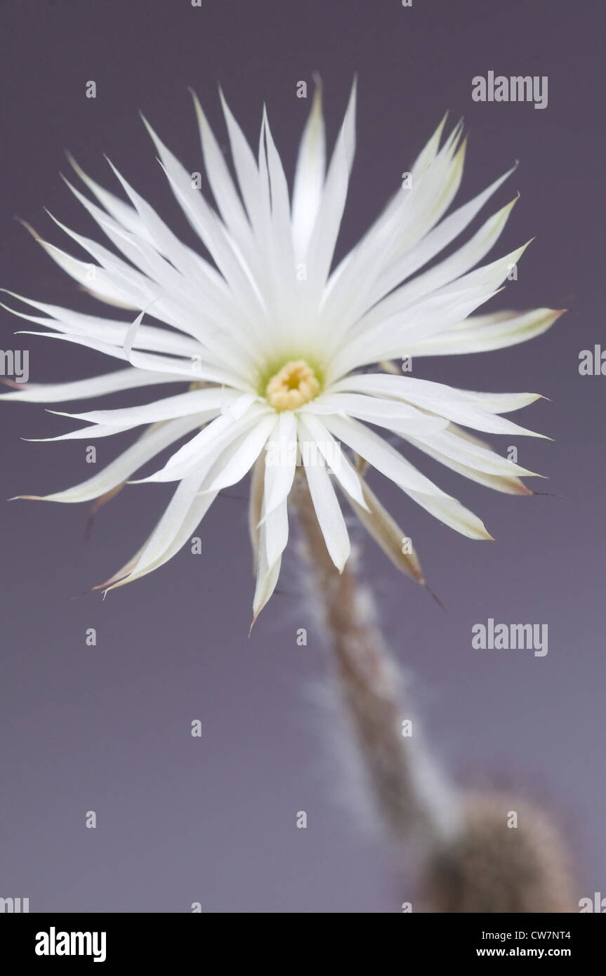 Cactus flower flowering echinopsis hi