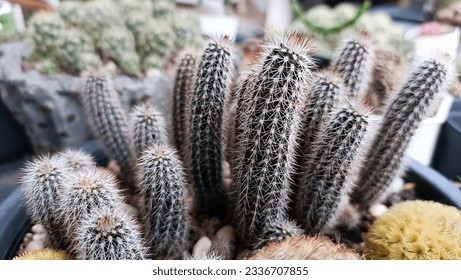 Setiechinopsis images stock photos d objects vectors