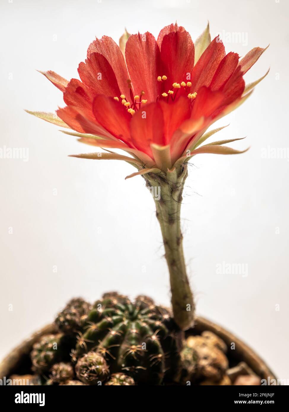 Echinopsis cactus flower hi