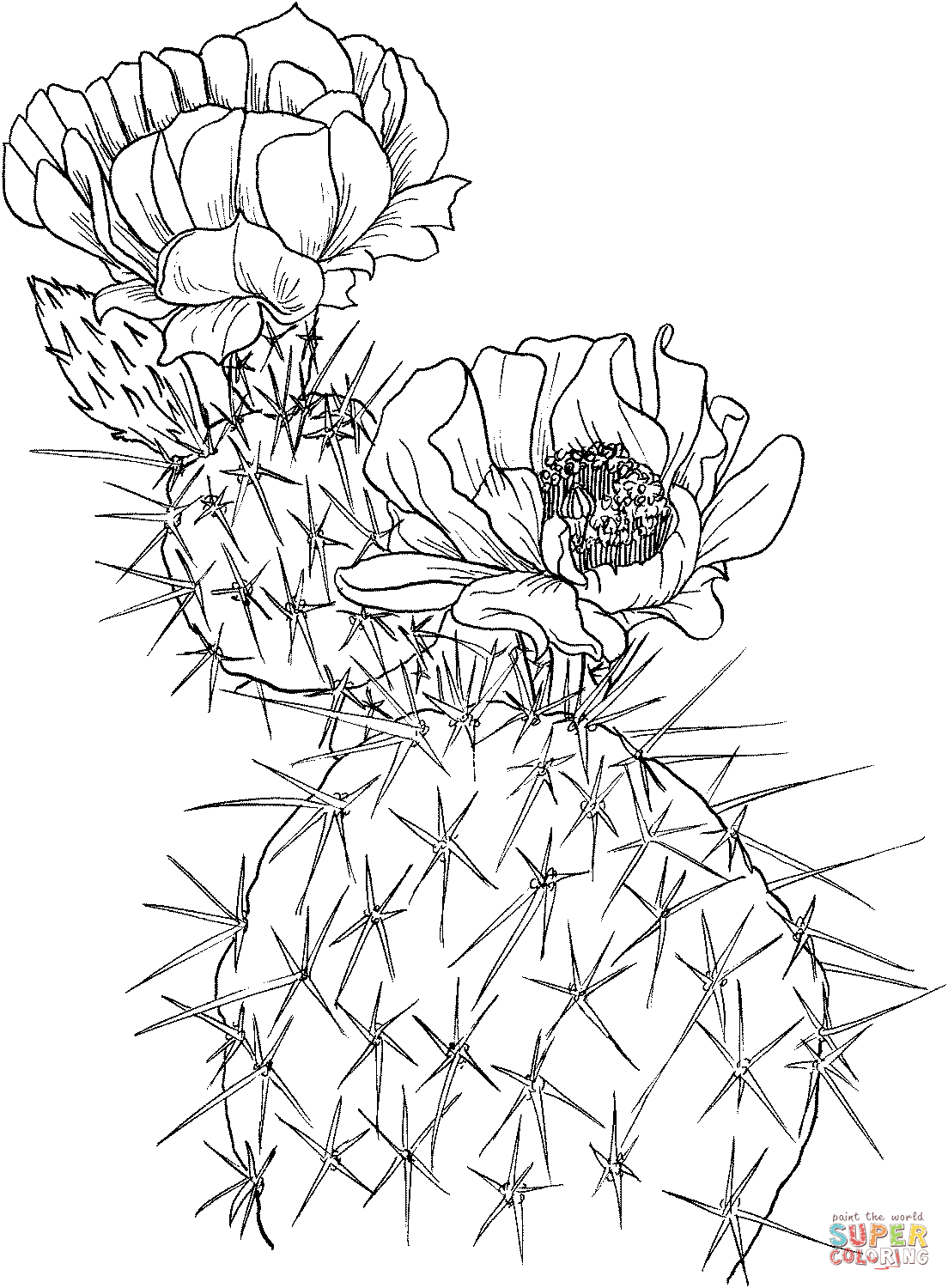 Setiechinopsis mirabilis cactus or flower of prayer coloring page