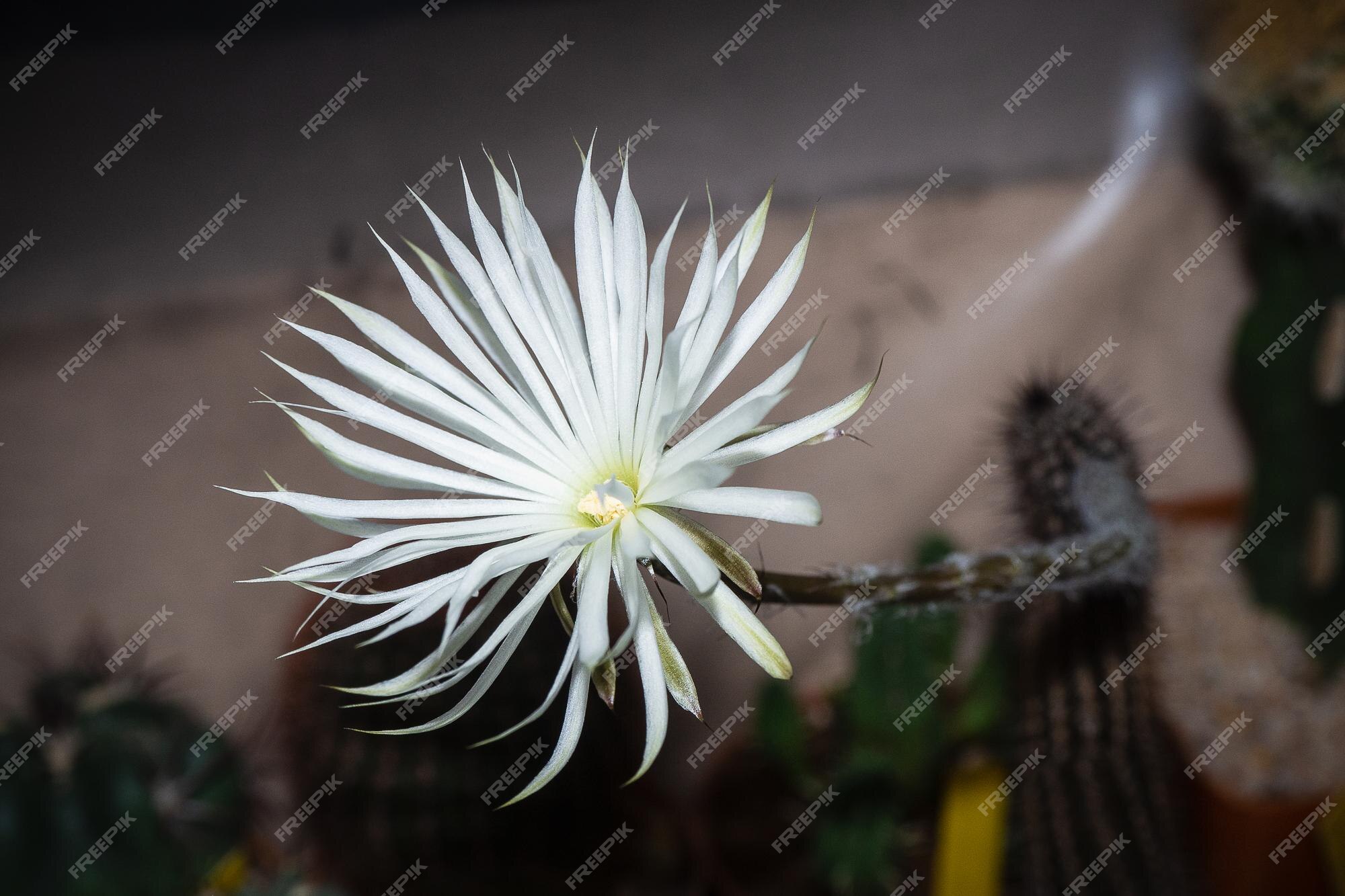 Premium photo white flower of setiechinopsis mirabilis