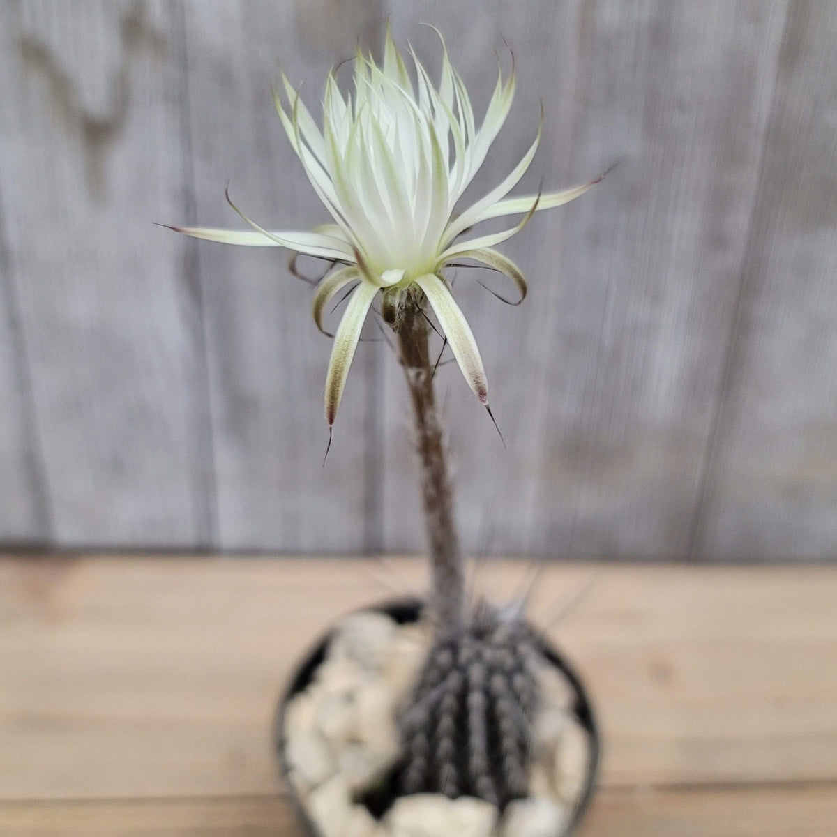 Setiechinopsis mirabilis â planet desert