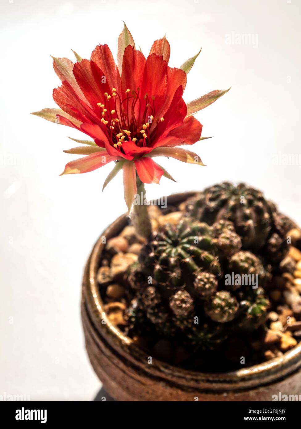 Echinopsis cactus hi