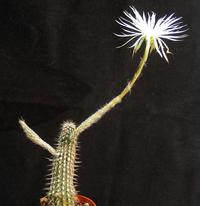 Echinopsis mirabilis