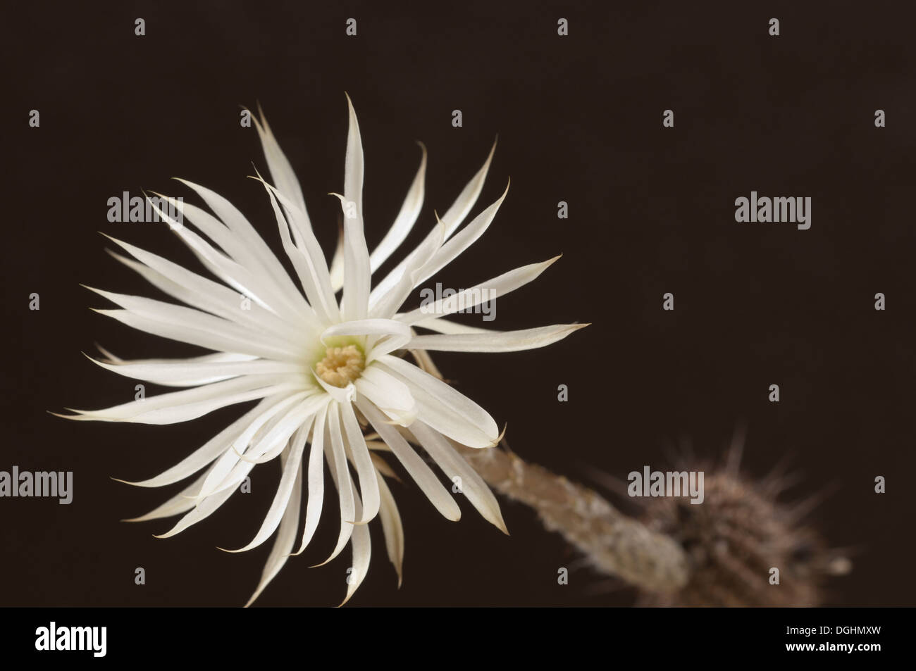 Flower of echinopsis cactus hi