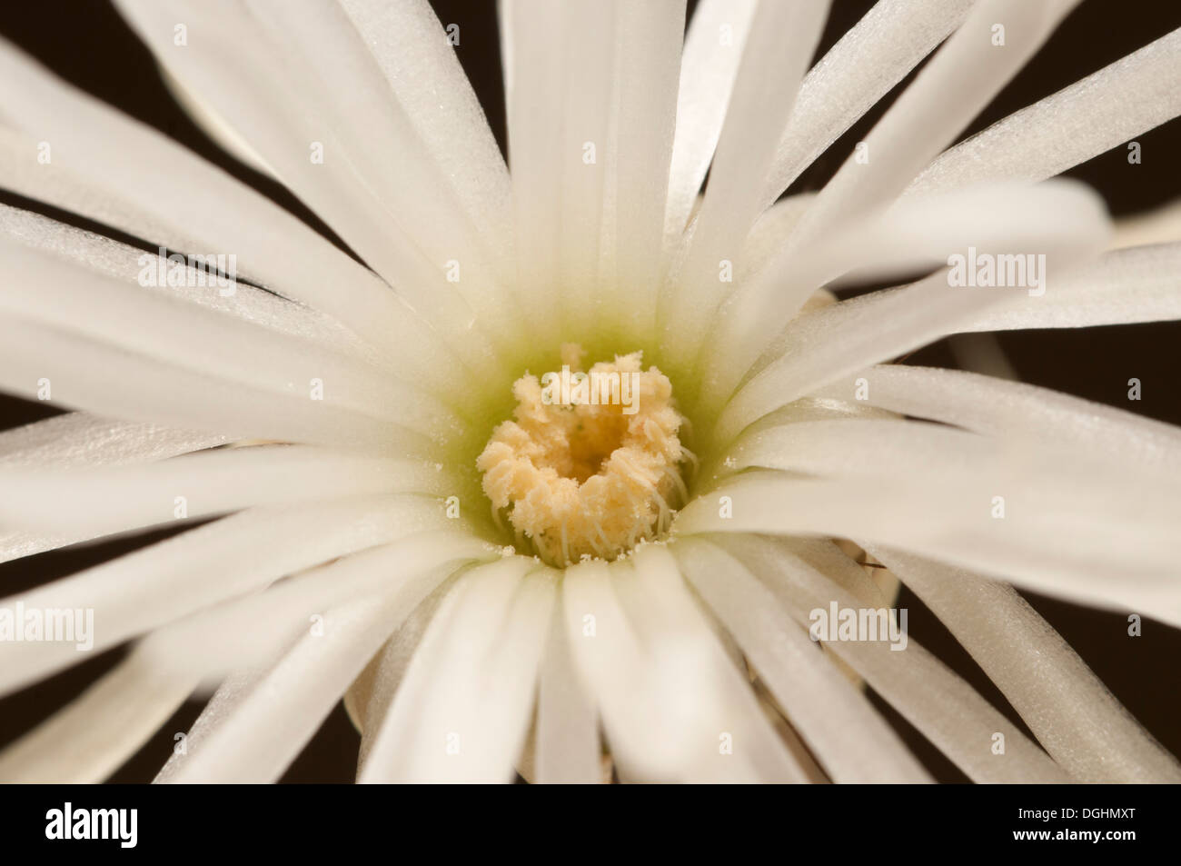 Echinopsis cactus hi