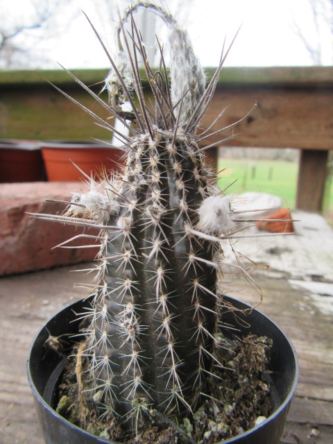 Setiechinopsis mirabilis syn echinopsis mirabilis flower of prayer the belmont rooster