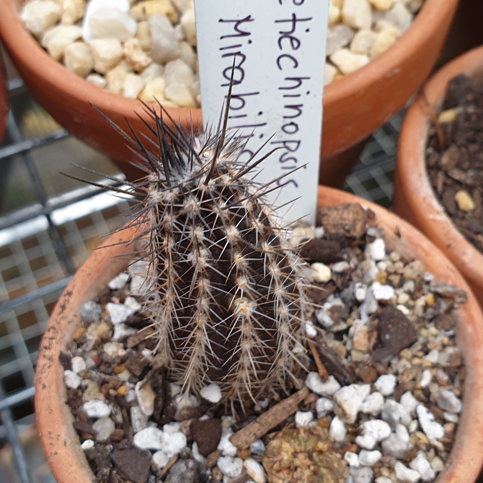 Echinopsis mirabilis syn setiechinopsis mirabilis flower of prayer in plant encyclopedia