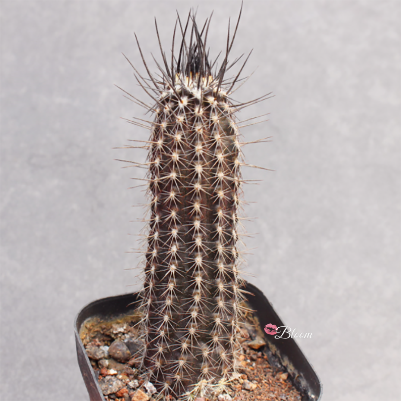 Echinopsis mirabilis flower of prayer â