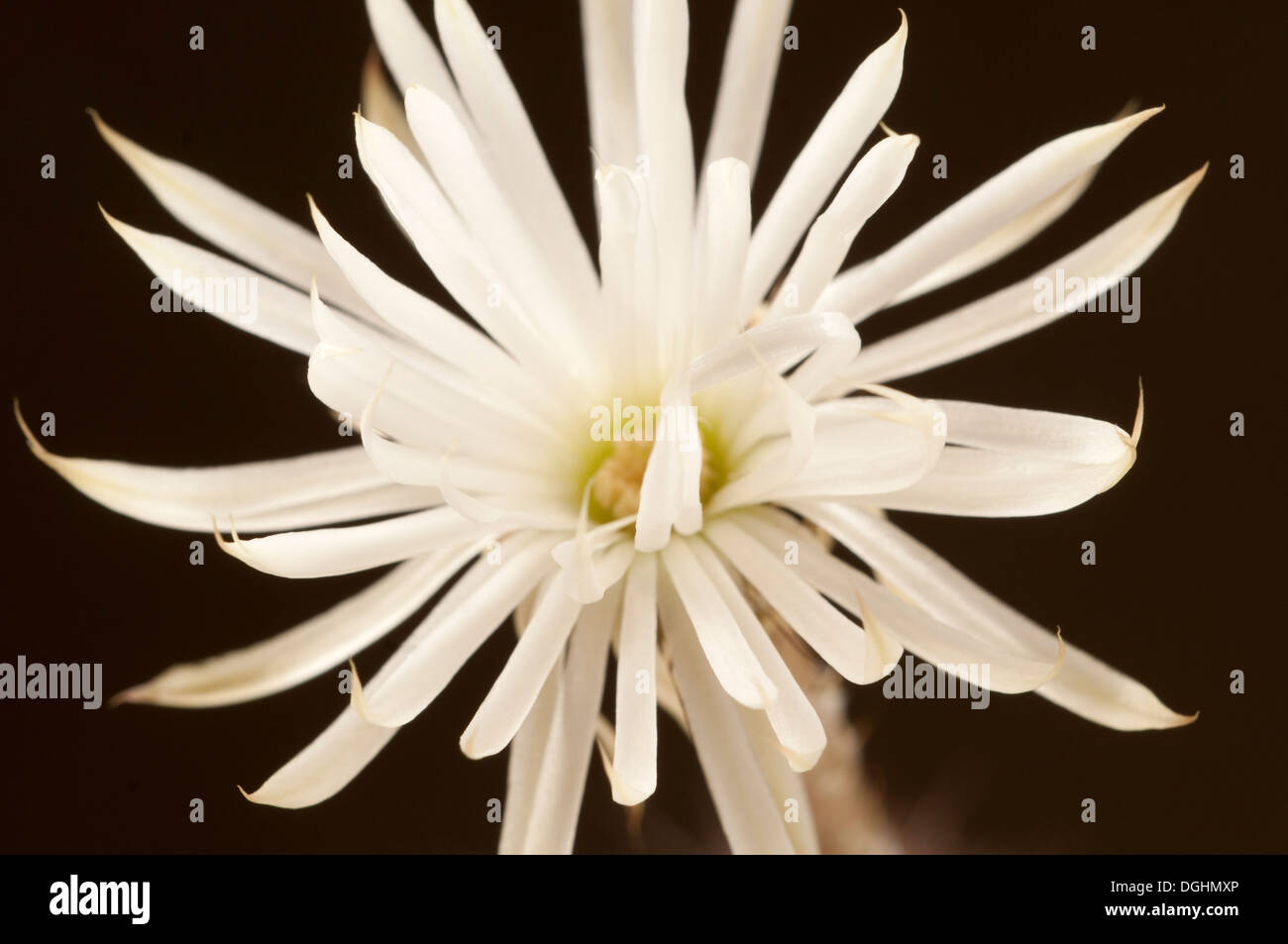 Flower of echinopsis cactus hi