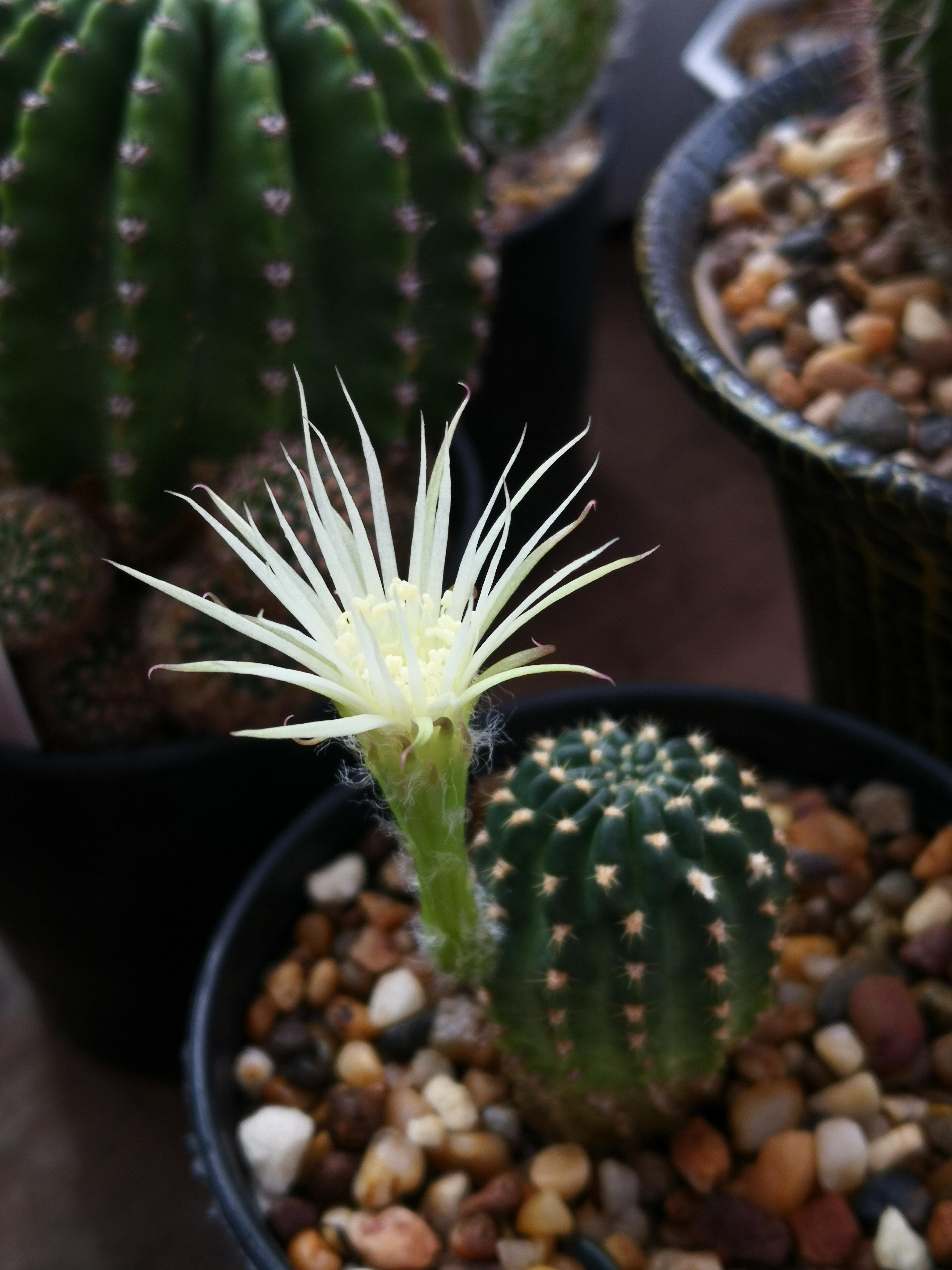 My lobivia shinshowa flower rcactus