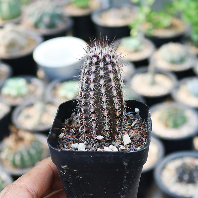 Real live succulent cactus plant echinopsis mirabilis flower of pray â succulent zone