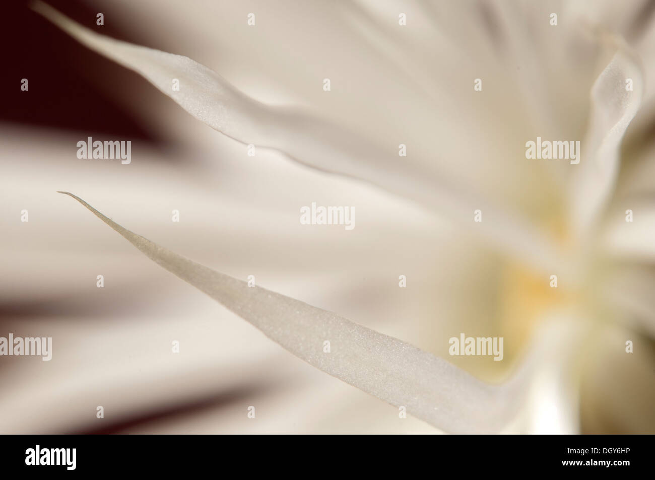 Flower of echinopsis cactus hi